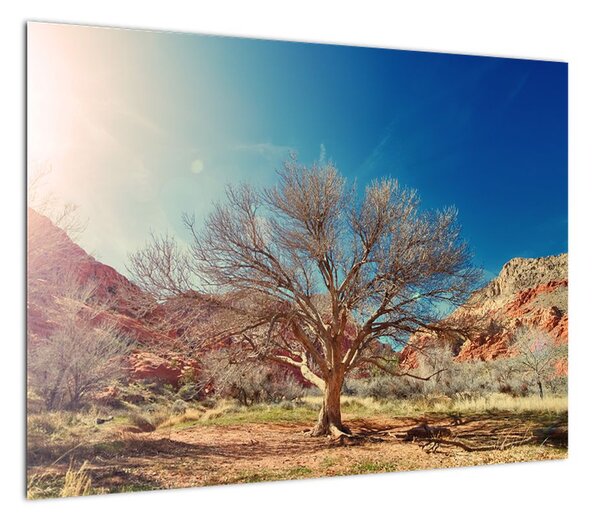 Obraz drzewa na pustyni (70x50 cm)
