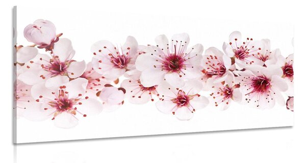 Obraz kwiaty wiśni