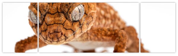 Obraz jaszczurki (170x50 cm)