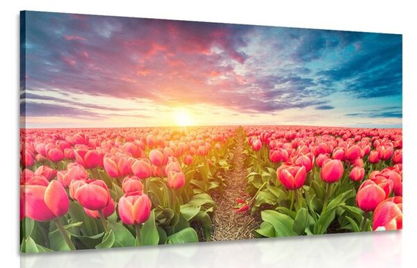 Obraz wschód słońca nad łąką z tulipanami