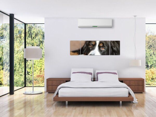 Obraz psa (170x50 cm)