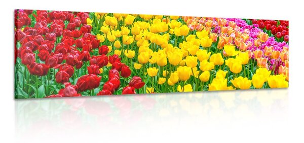 Obraz ogród pełen tulipanów