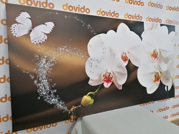 Obraz orchidea i motyl