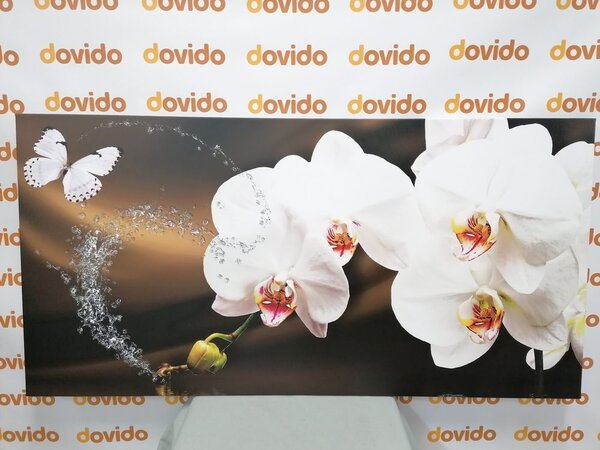 Obraz orchidea i motyl