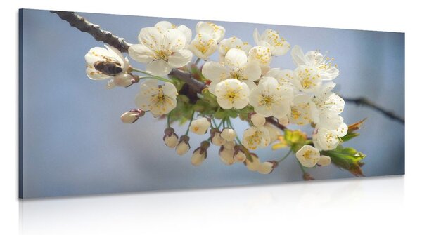 Obraz gałązka kwitnącej wiśni