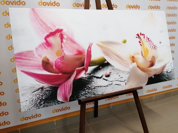 Obraz kwiaty orchidei