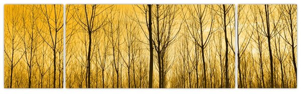 Obraz - Plantacja drzew (170x50 cm)