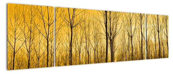 Obraz - Plantacja drzew (170x50 cm)