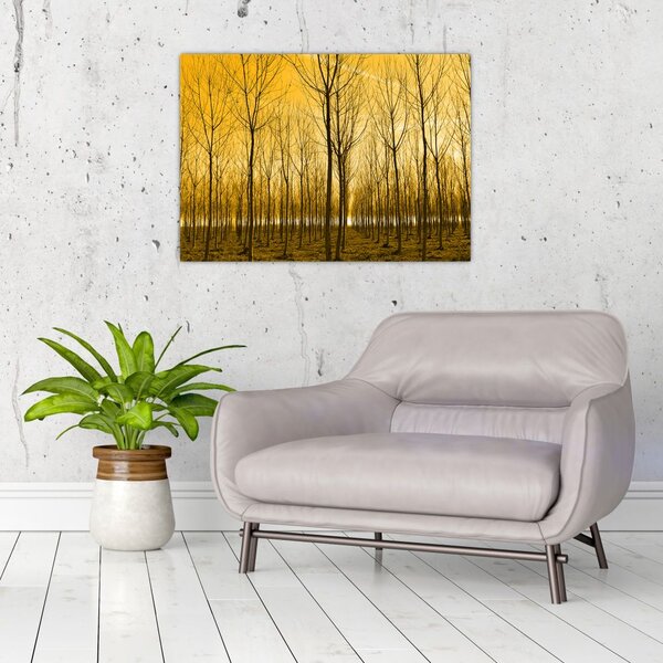 Obraz - Plantacja drzew (70x50 cm)