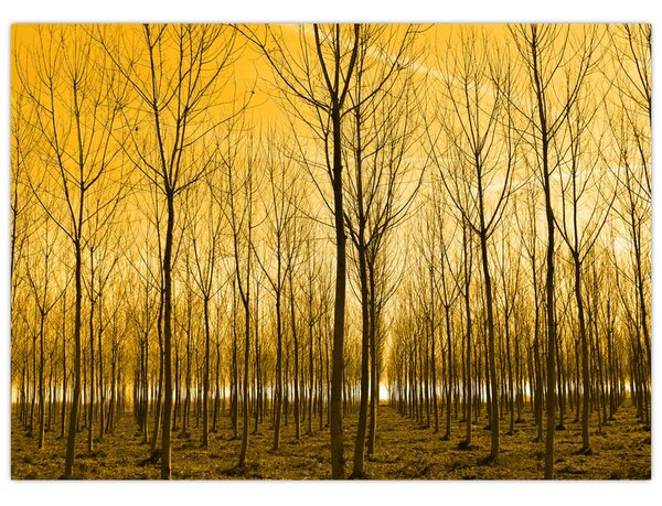 Obraz - Plantacja drzew (70x50 cm)