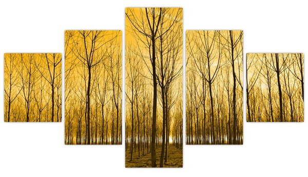 Obraz - Plantacja drzew (125x70 cm)