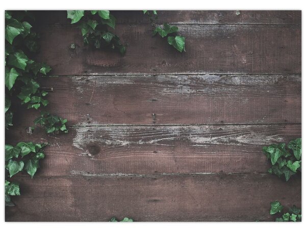 Obraz - Bluszcz (70x50 cm)