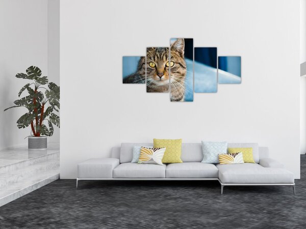 Obraz - Kot domowy (125x70 cm)
