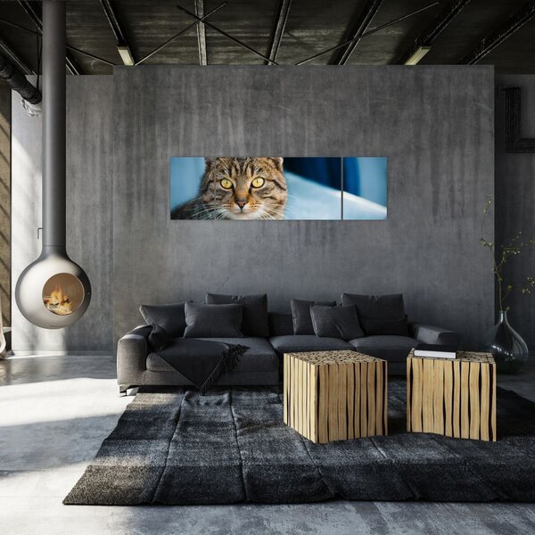 Obraz - Kot domowy (170x50 cm)