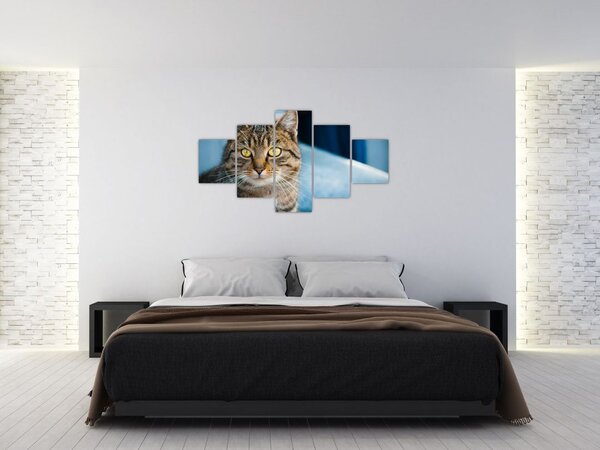 Obraz - Kot domowy (125x70 cm)