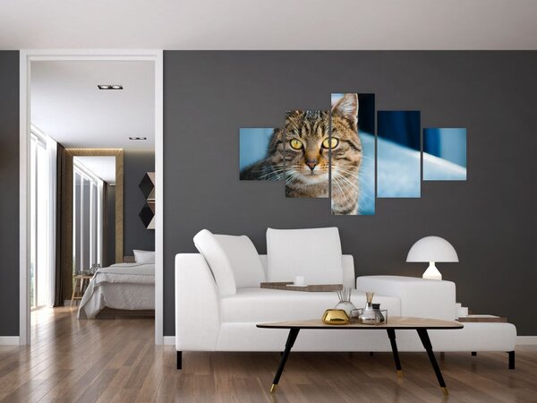 Obraz - Kot domowy (125x70 cm)