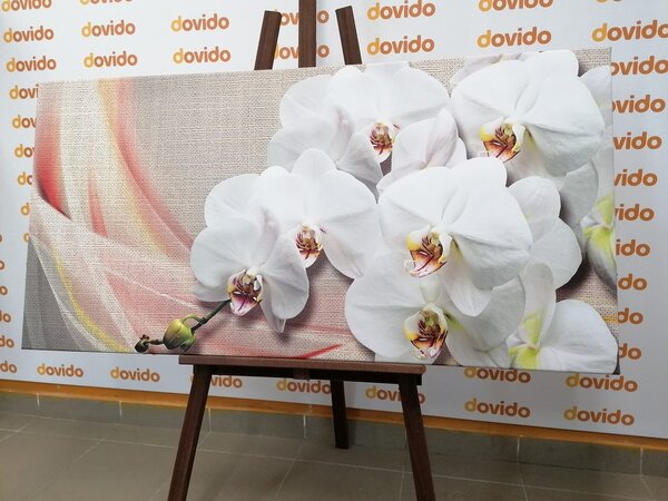 Obraz biała orchidea na płótnie