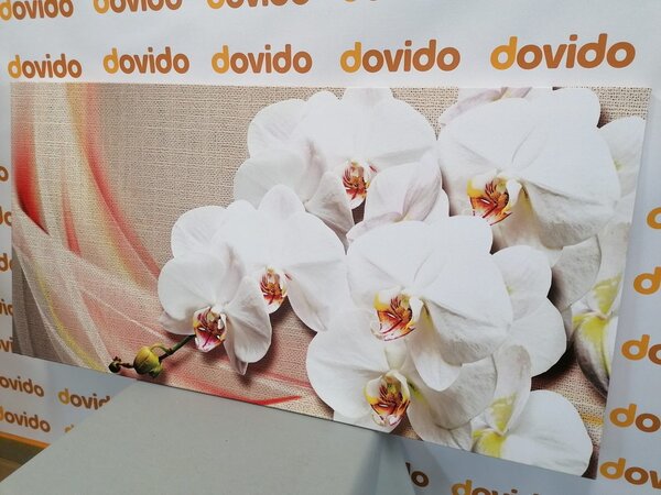 Obraz biała orchidea na płótnie