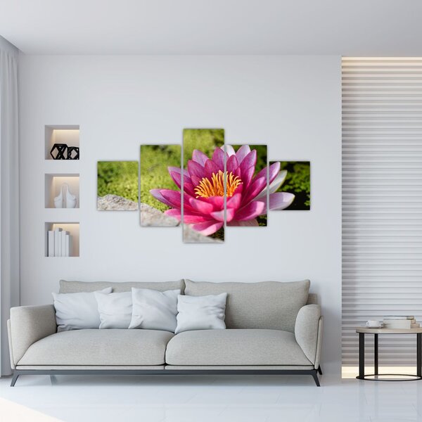 Obraz - Lilia wodna (125x70 cm)