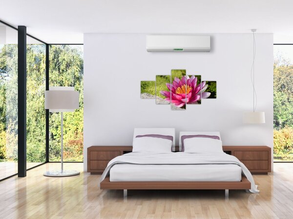 Obraz - Lilia wodna (125x70 cm)