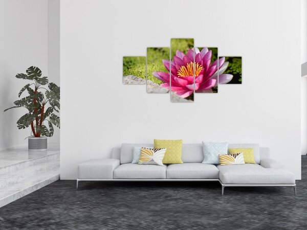 Obraz - Lilia wodna (125x70 cm)