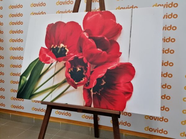 Obraz kwitnące czerwone tulipany