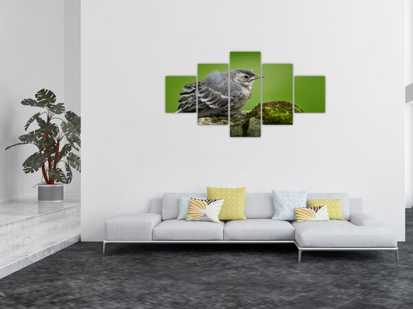 Obraz - Muchołówka (125x70 cm)