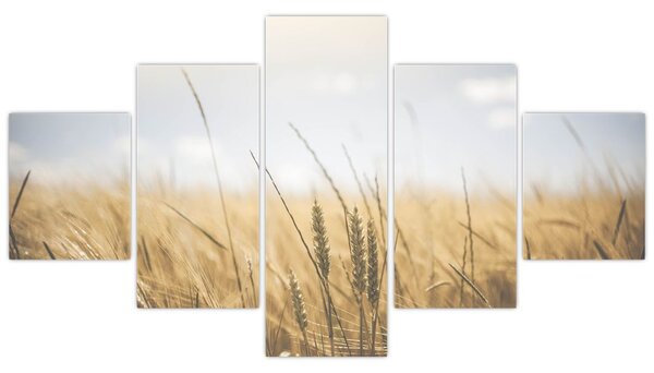 Obraz ziarna (125x70 cm)