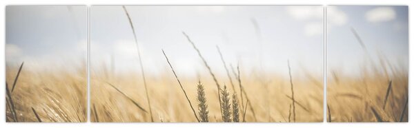 Obraz ziarna (170x50 cm)