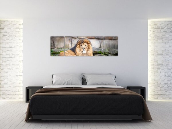 Obraz lwa (170x50 cm)