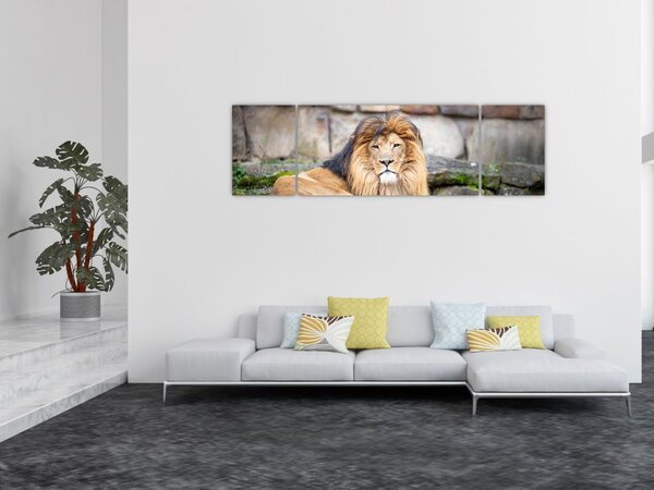 Obraz lwa (170x50 cm)