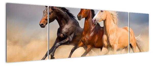 Obraz - Dzikie konie (170x50 cm)