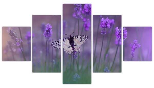 Obraz - Motyl w lawendach (125x70 cm)