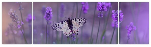 Obraz - Motyl w lawendach (170x50 cm)