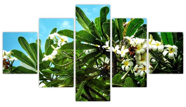 Obraz - Plumeria (125x70 cm)