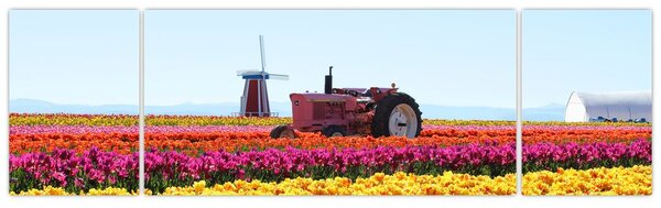 Obraz farmy tulipanów (170x50 cm)