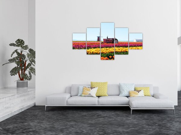 Obraz farmy tulipanów (125x70 cm)