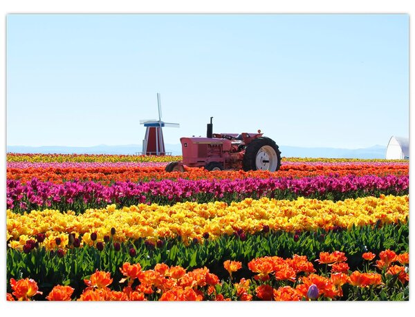 Obraz farmy tulipanów (70x50 cm)