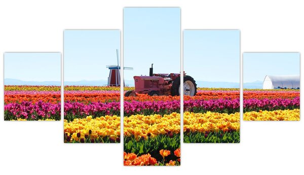Obraz farmy tulipanów (125x70 cm)
