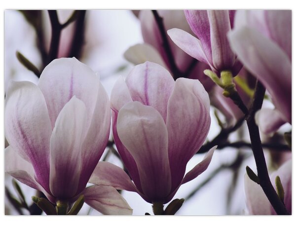 Obraz - Magnolia (70x50 cm)