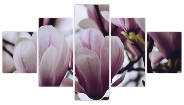 Obraz - Magnolia (125x70 cm)