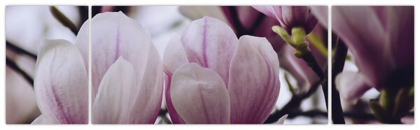 Obraz - Magnolia (170x50 cm)