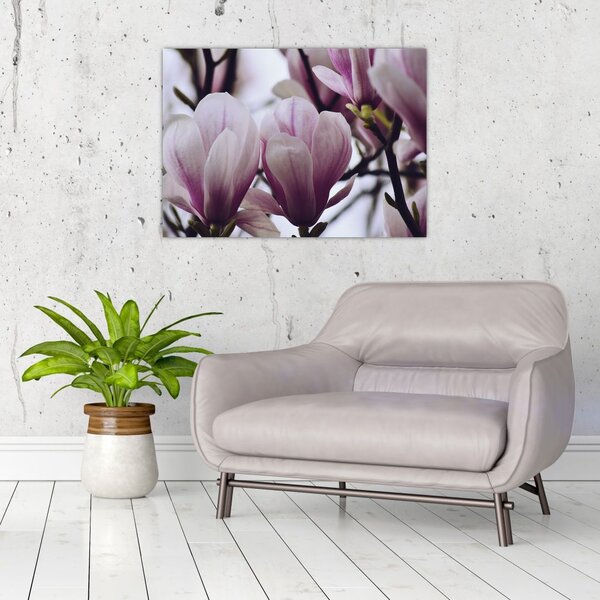 Obraz - Magnolia (70x50 cm)