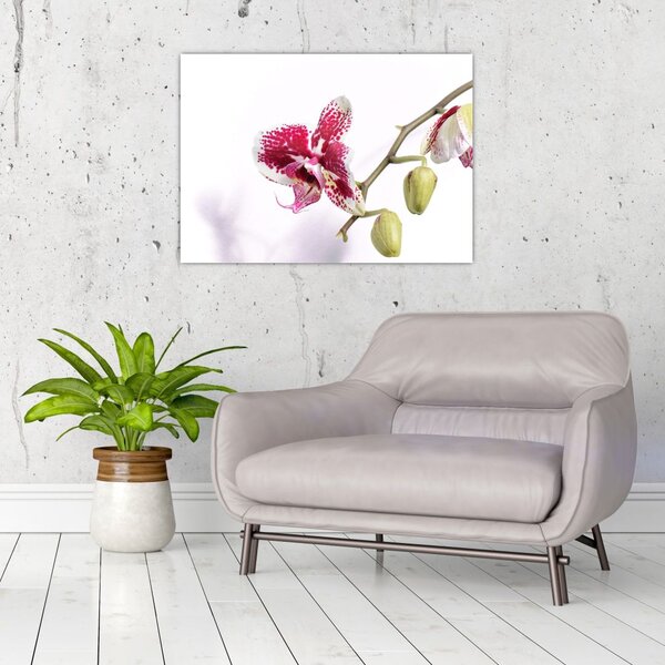 Obraz kwiatu orchidei (70x50 cm)