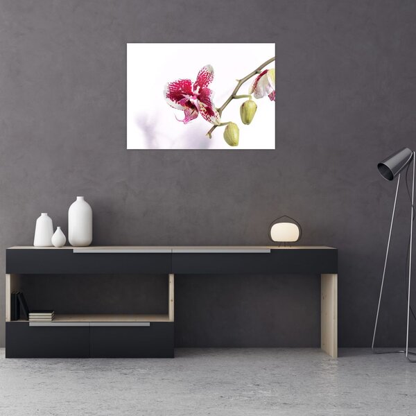 Obraz kwiatu orchidei (70x50 cm)