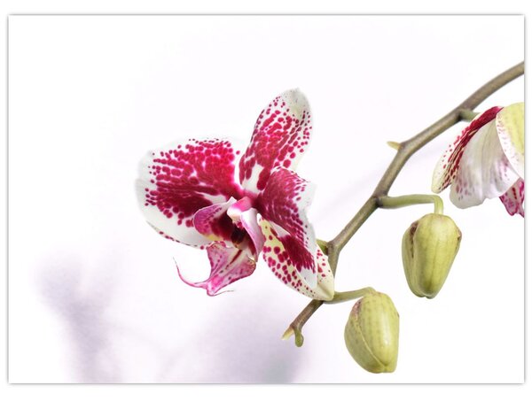 Obraz kwiatu orchidei (70x50 cm)