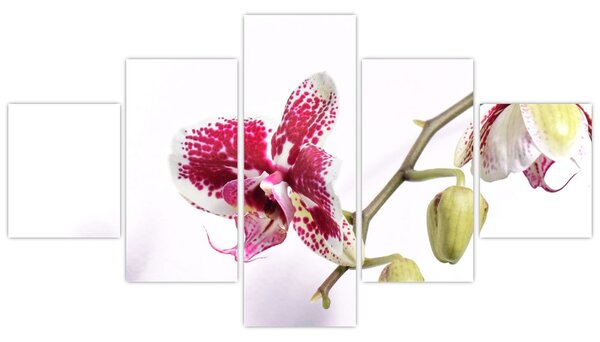 Obraz kwiatu orchidei (125x70 cm)
