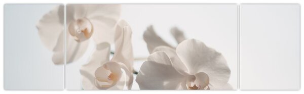 Obraz białej orchidei (170x50 cm)