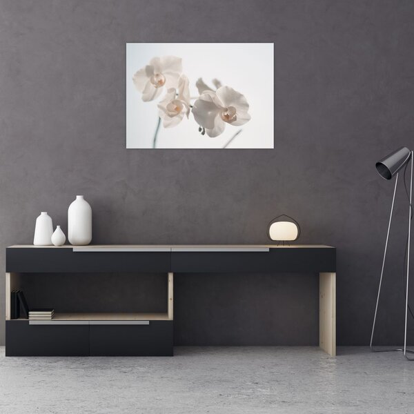 Obraz białej orchidei (70x50 cm)