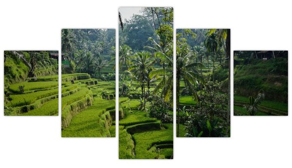 Obraz tarasów ryżowych Tegalalang, Bali (125x70 cm)